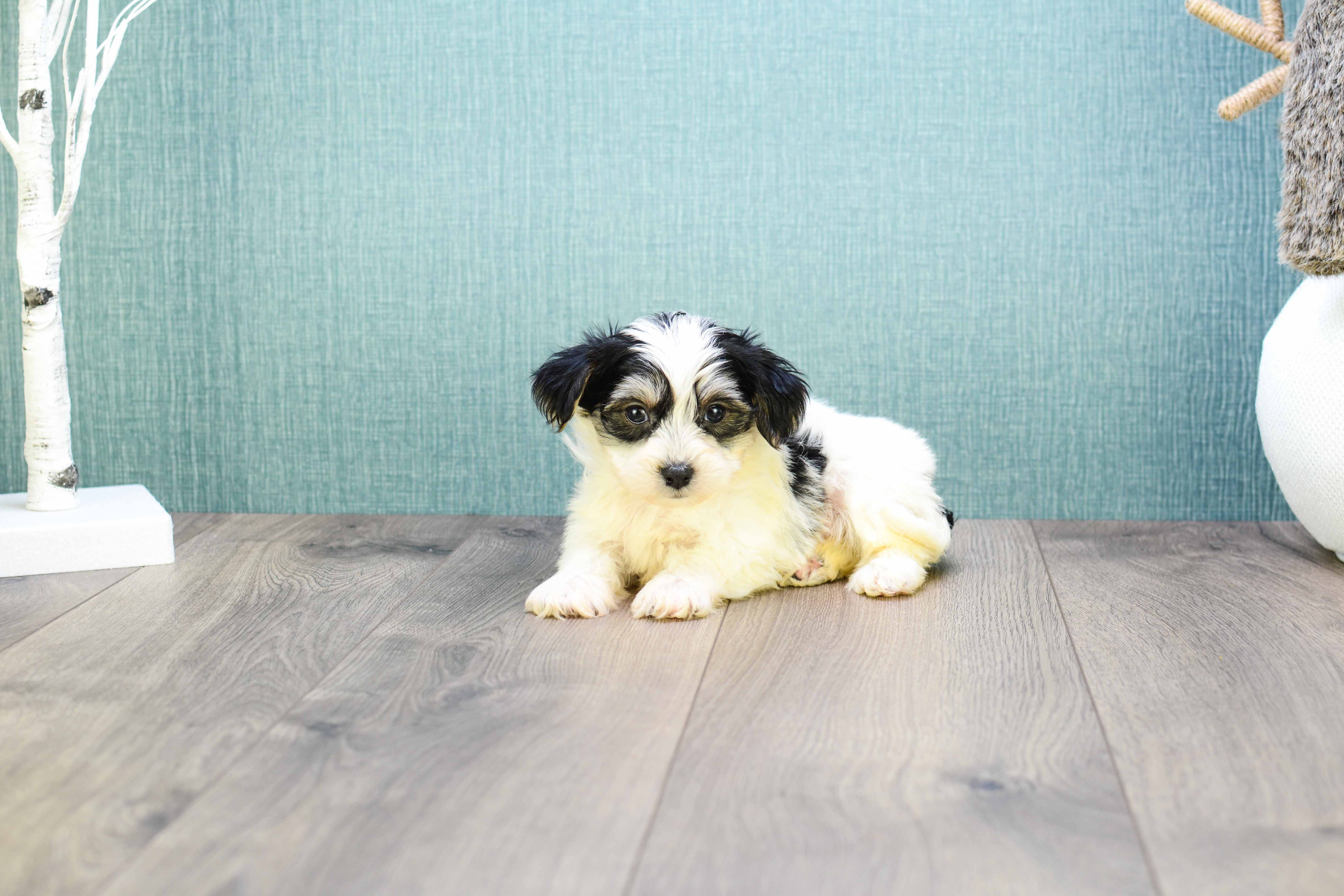 Adorable Yorkie Designer Puppy