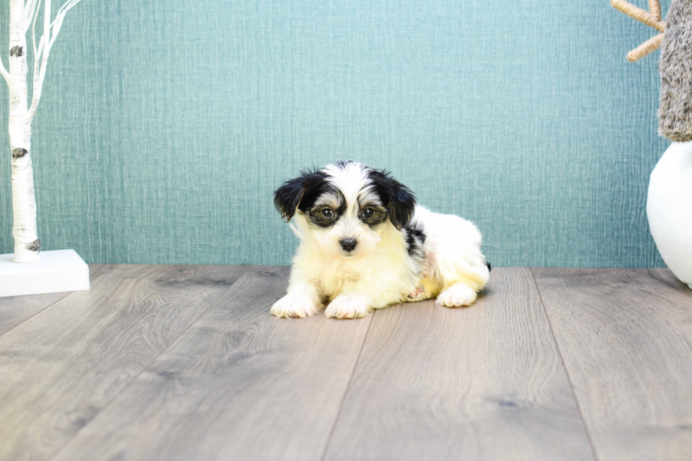 Adorable Yorkie Designer Puppy