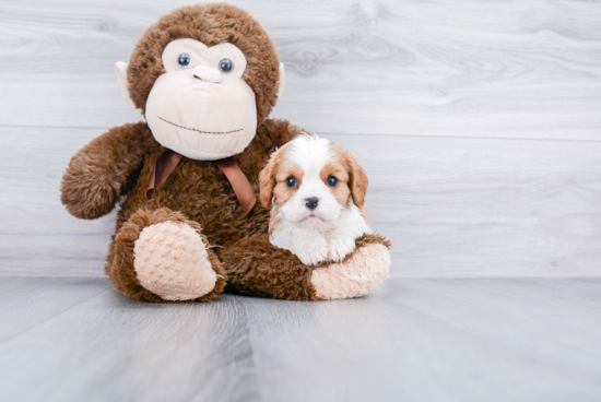 Cavalier King Charles Spaniel Puppy for Adoption