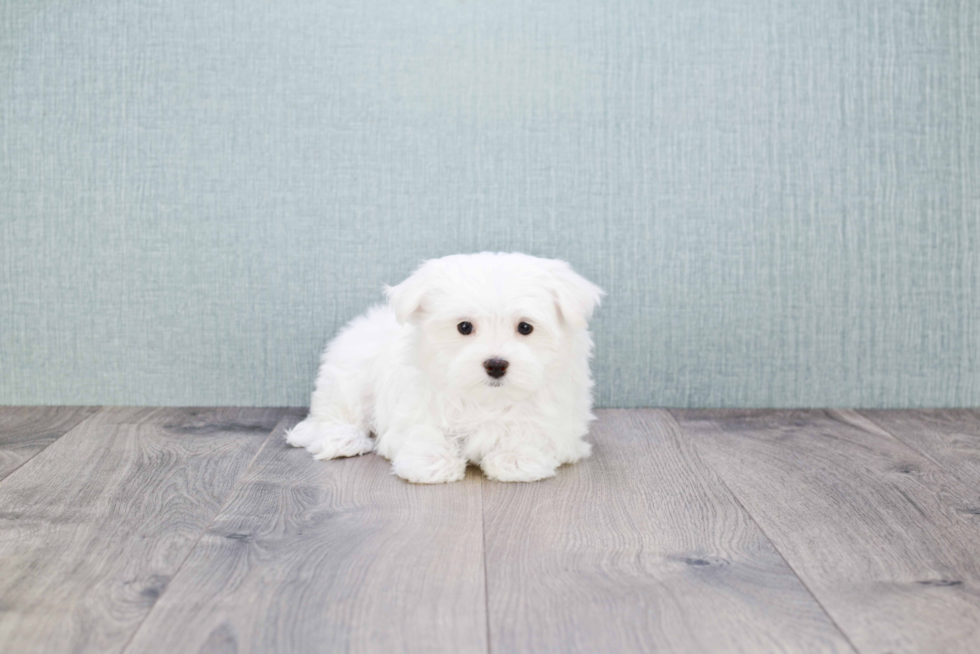 Maltese Puppy for Adoption