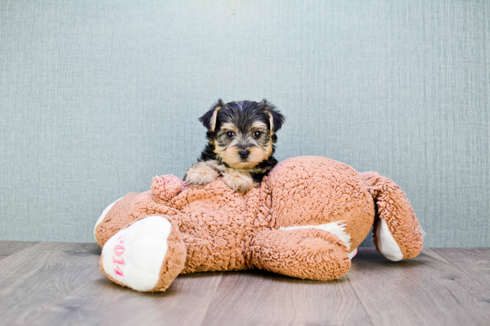 Popular Morkie Designer Pup