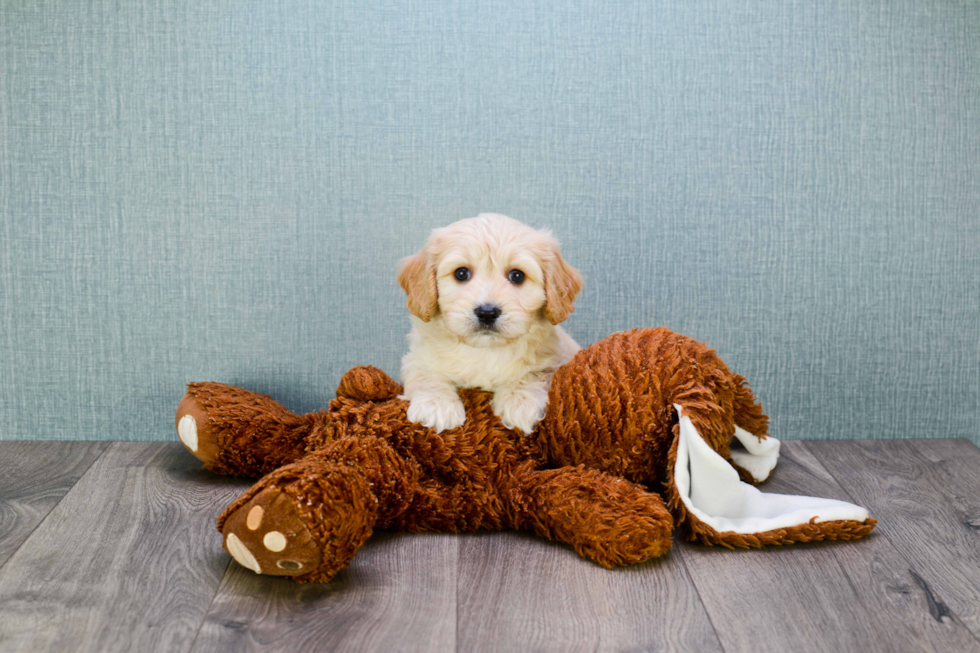 Little Cavalier Designer Puppy