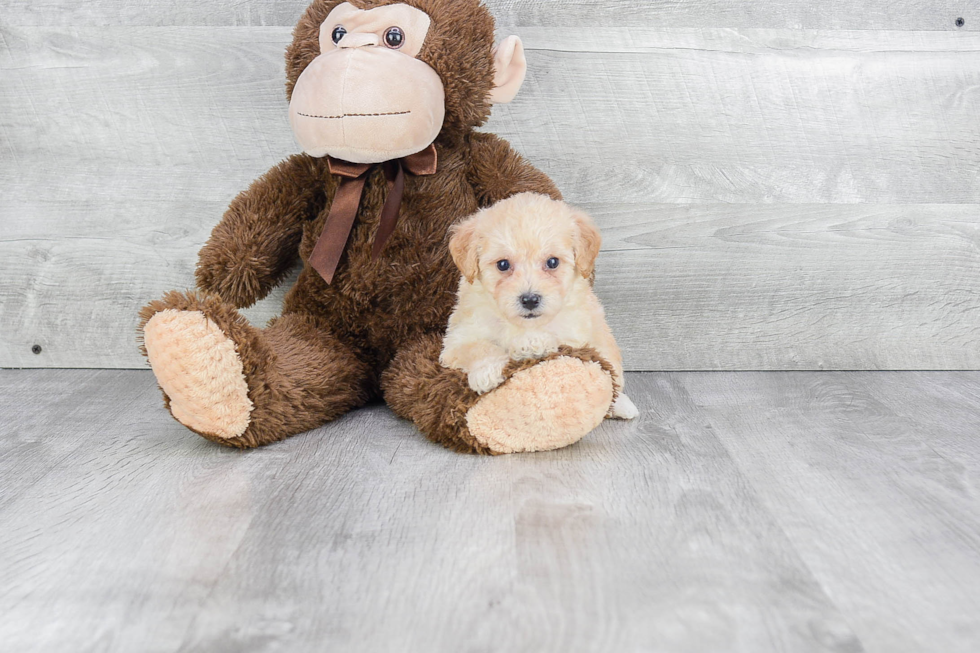 Maltipoo Puppy for Adoption