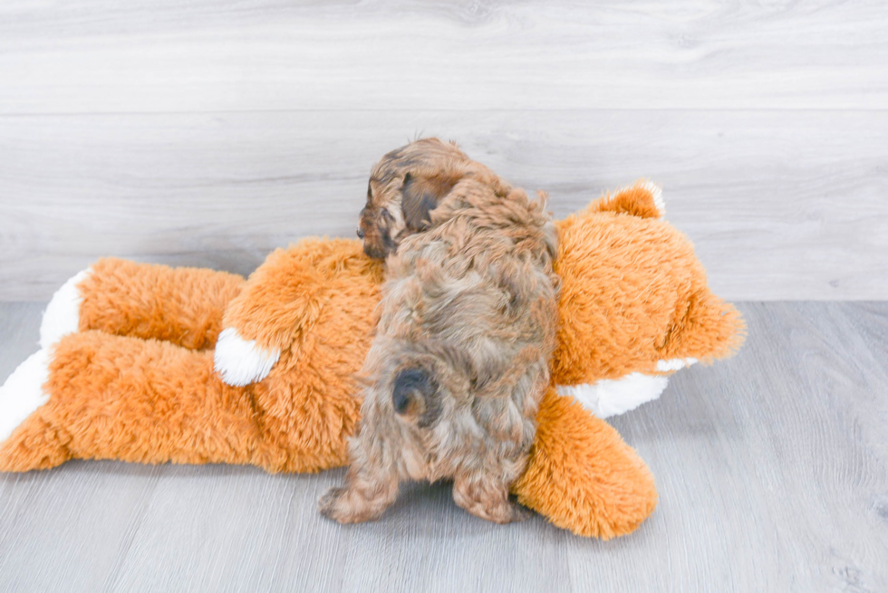 Yorkie Poo Pup Being Cute