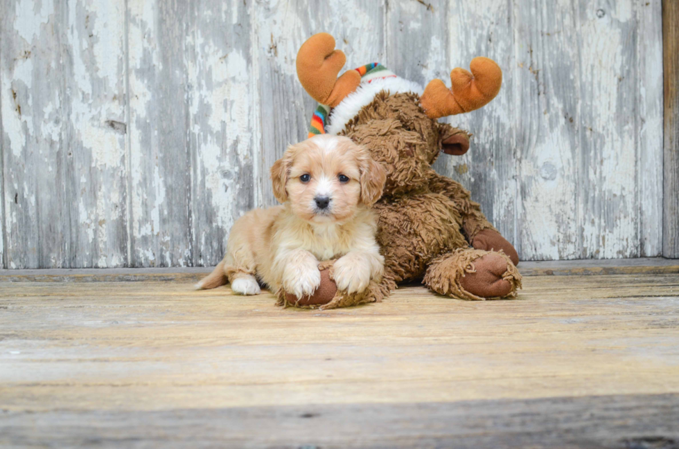 Sweet Cavachon Baby