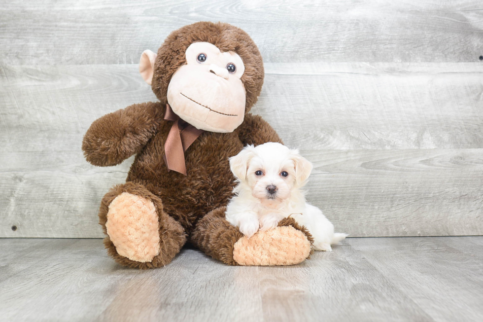 Maltipoo Puppy for Adoption