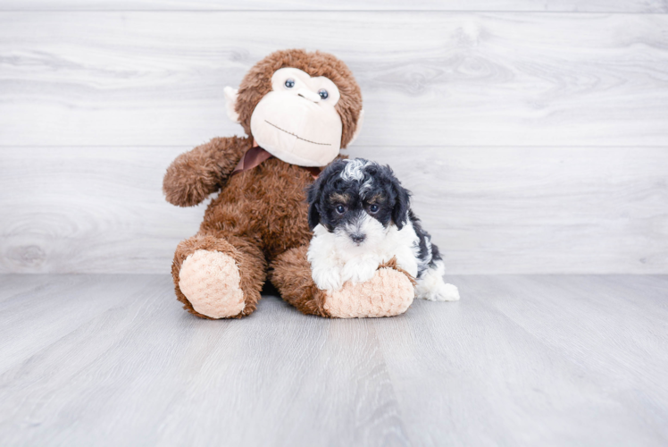 Maltipoo Pup Being Cute