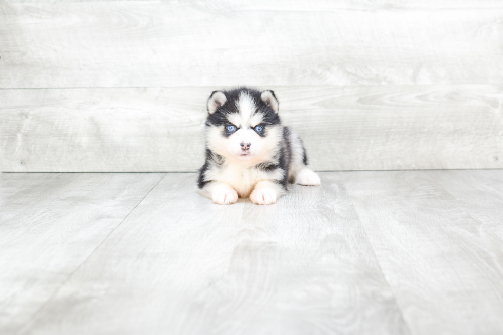 Little Mini Husky Designer Puppy