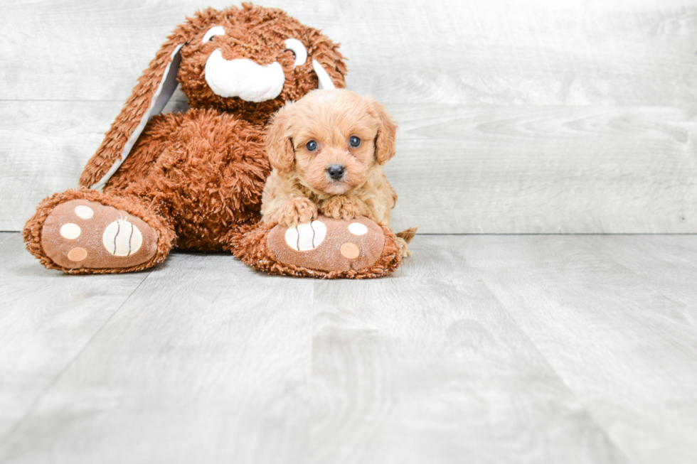 Cavapoo Pup Being Cute