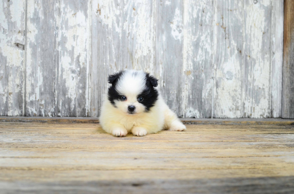 Pomeranian Pup Being Cute