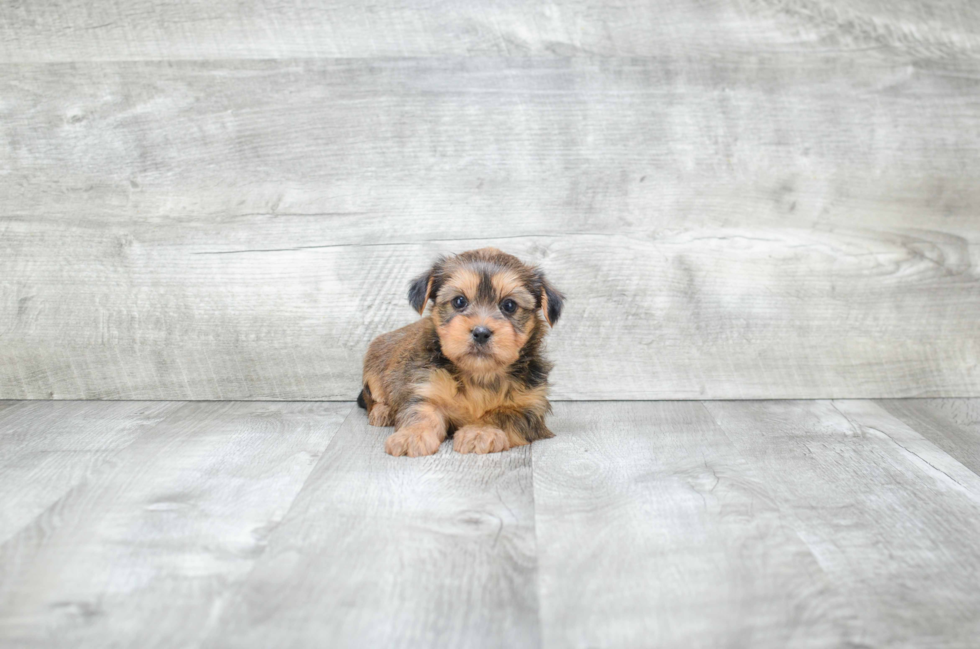 Energetic Shorkie Designer Puppy