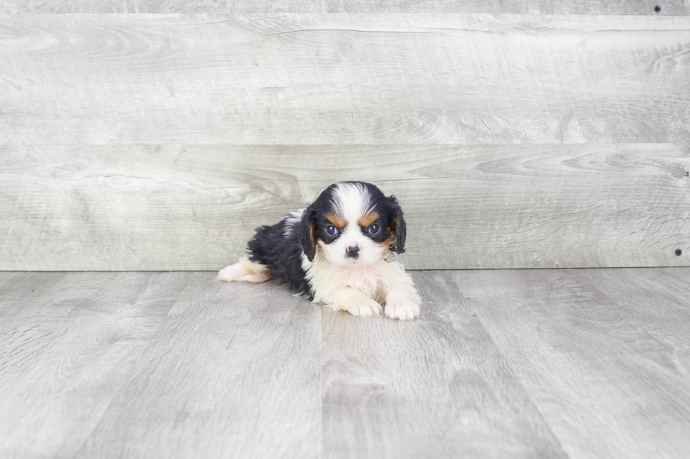 Best Cavalier King Charles Spaniel Baby