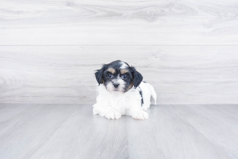 Teddy Bear Puppy for Adoption