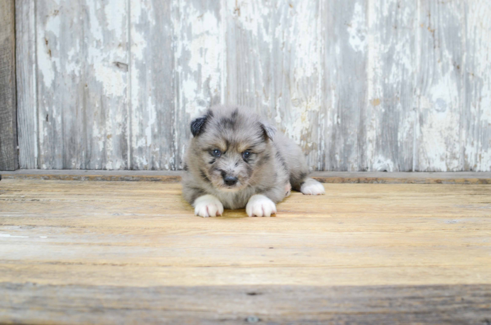 Sweet Pomsky Baby