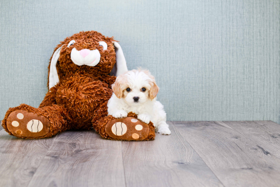 Small Cavachon Baby