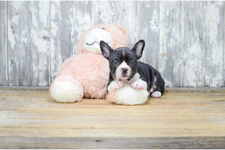 Funny French Bulldog Purebred Pup