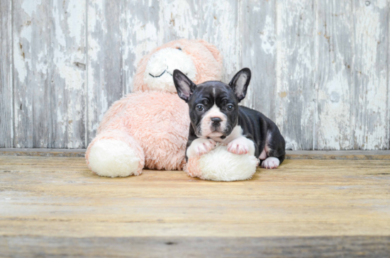 Funny French Bulldog Purebred Pup