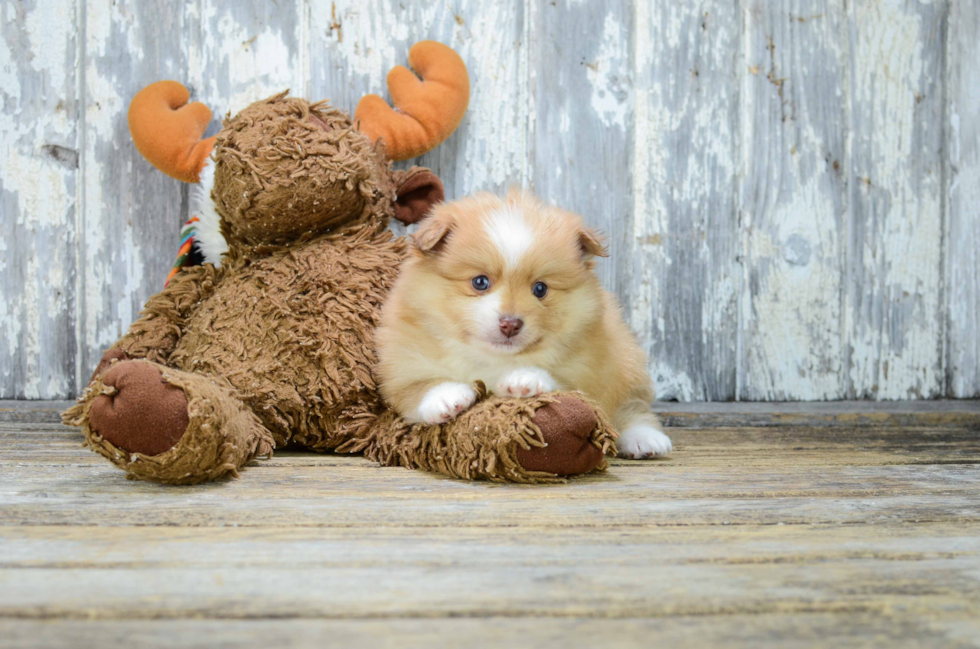 Hypoallergenic Pomeranian Purebred Pup