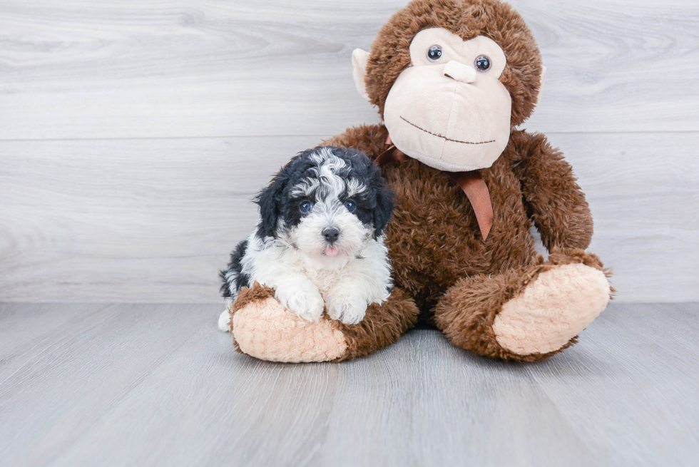 Best Havanese Baby