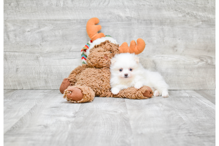 Playful Pomeranian Baby