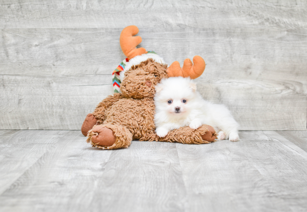 Playful Pomeranian Baby