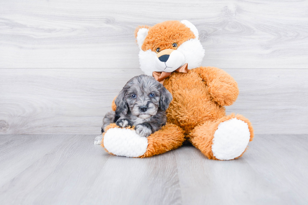 Best Mini Goldendoodle Baby