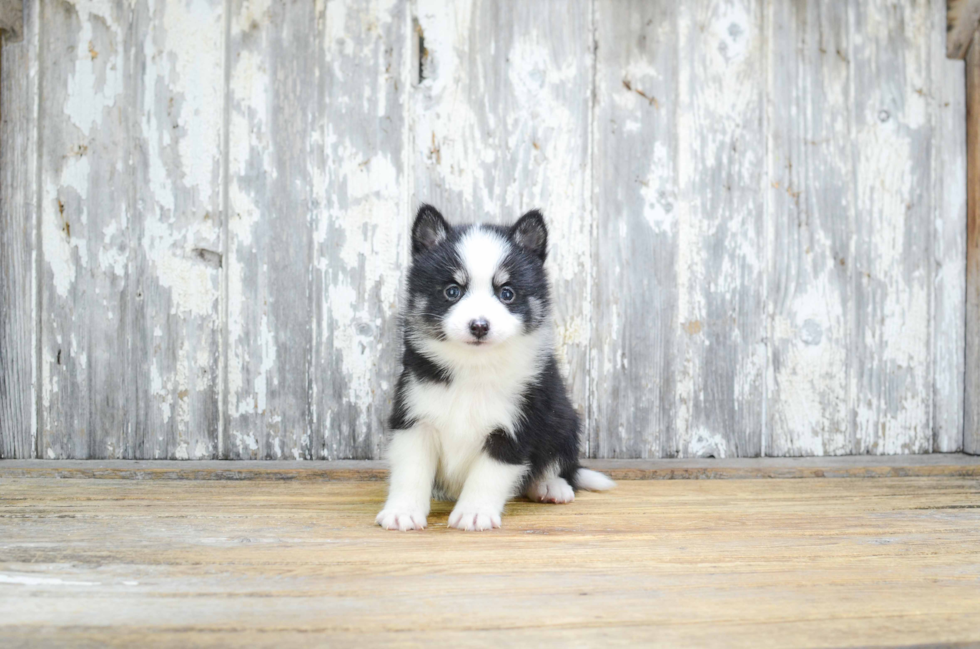 Pomsky Pup Being Cute