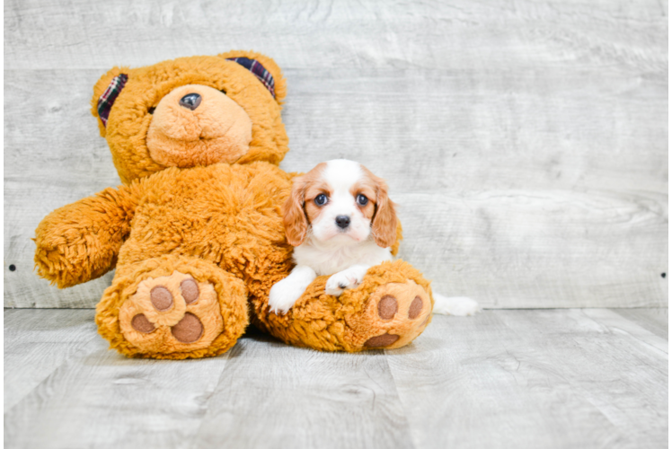 Best Cavalier King Charles Spaniel Baby