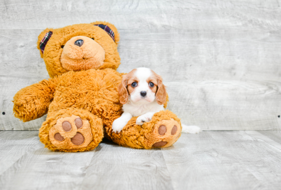 Best Cavalier King Charles Spaniel Baby