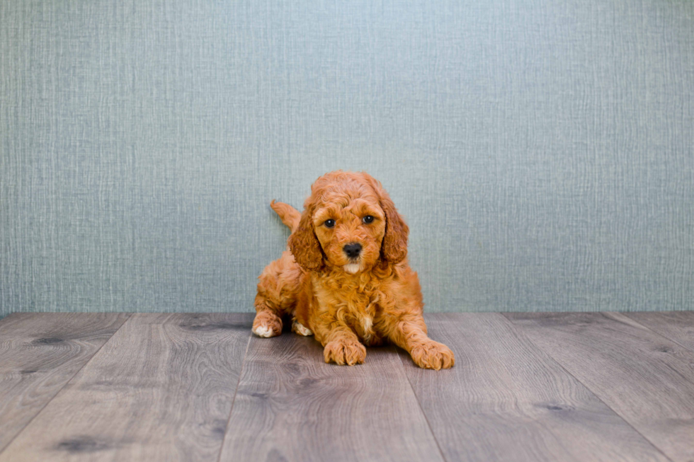 Popular Mini Goldendoodle Poodle Mix Pup