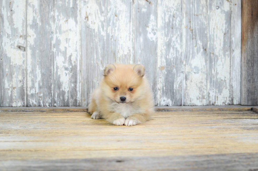 Pomeranian Puppy for Adoption