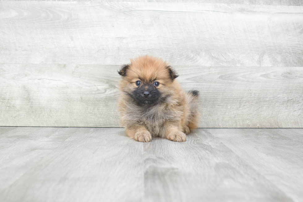 Playful Pomeranian Baby