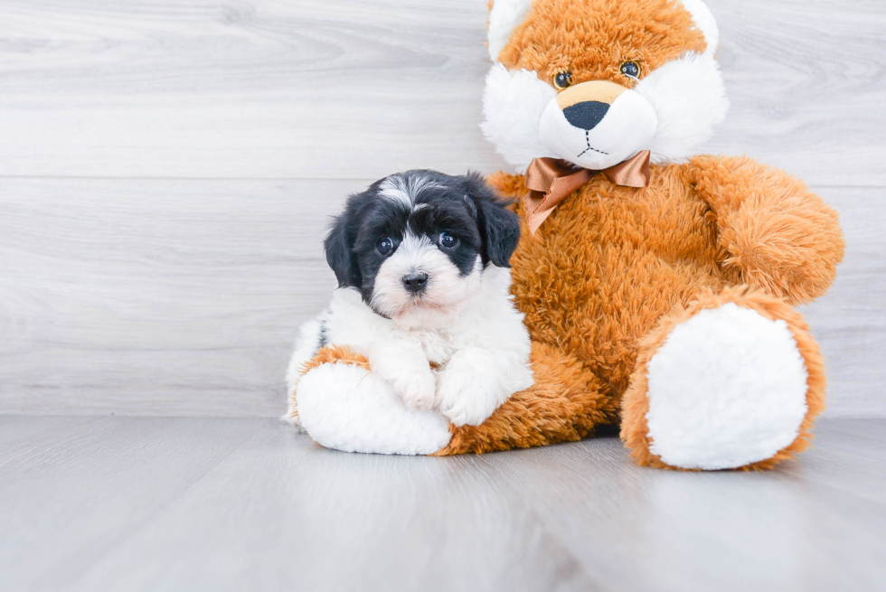 Best Havanese Baby