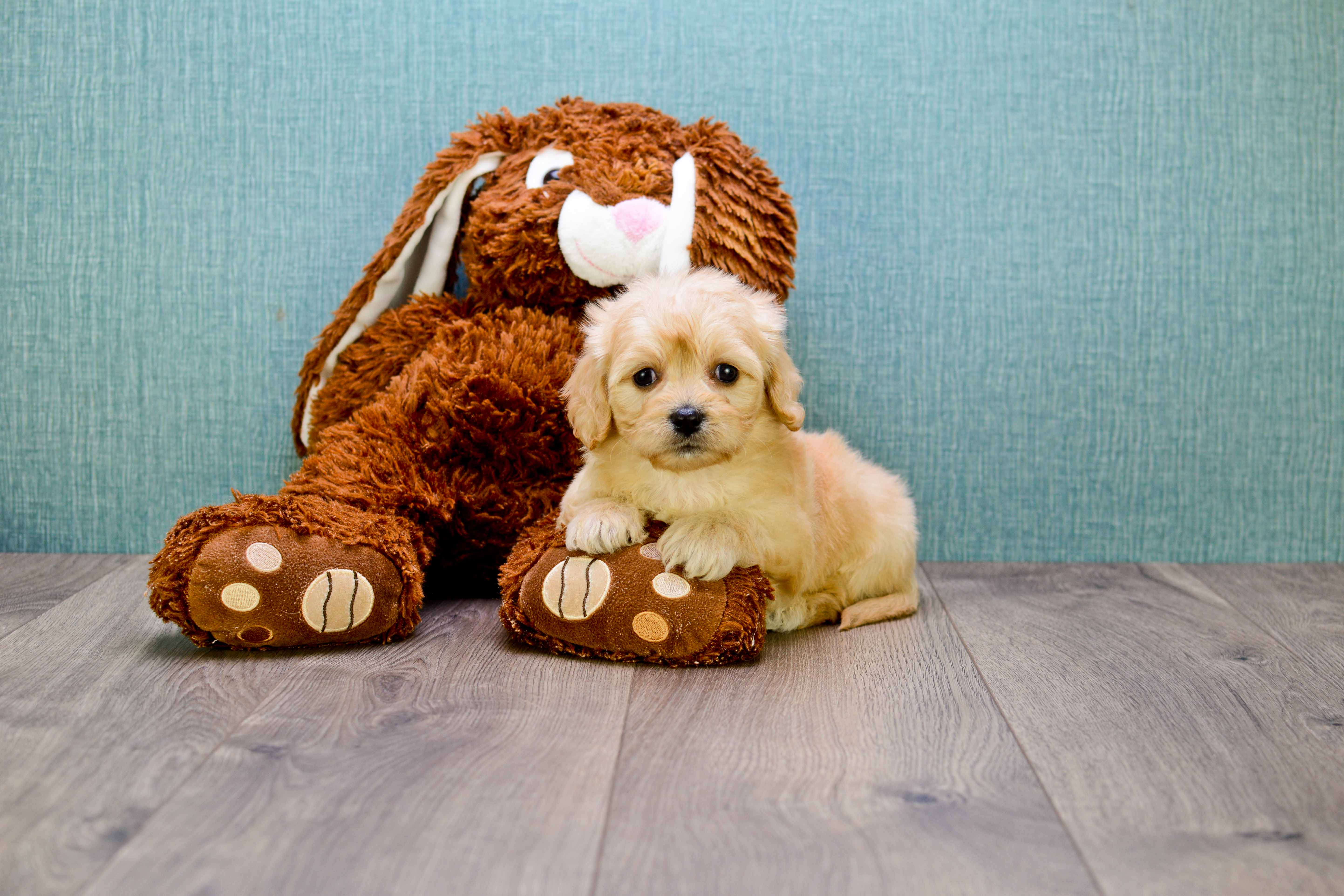 Adorable Cavalier Designer Puppy