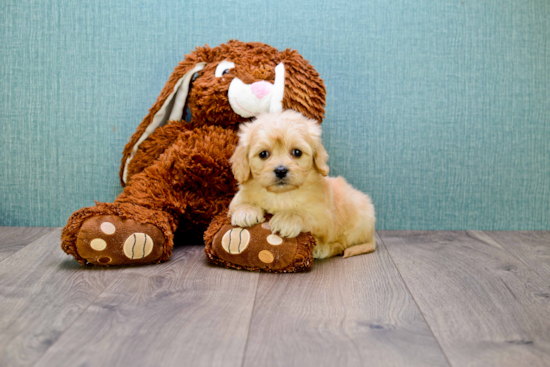 Adorable Cavalier Designer Puppy