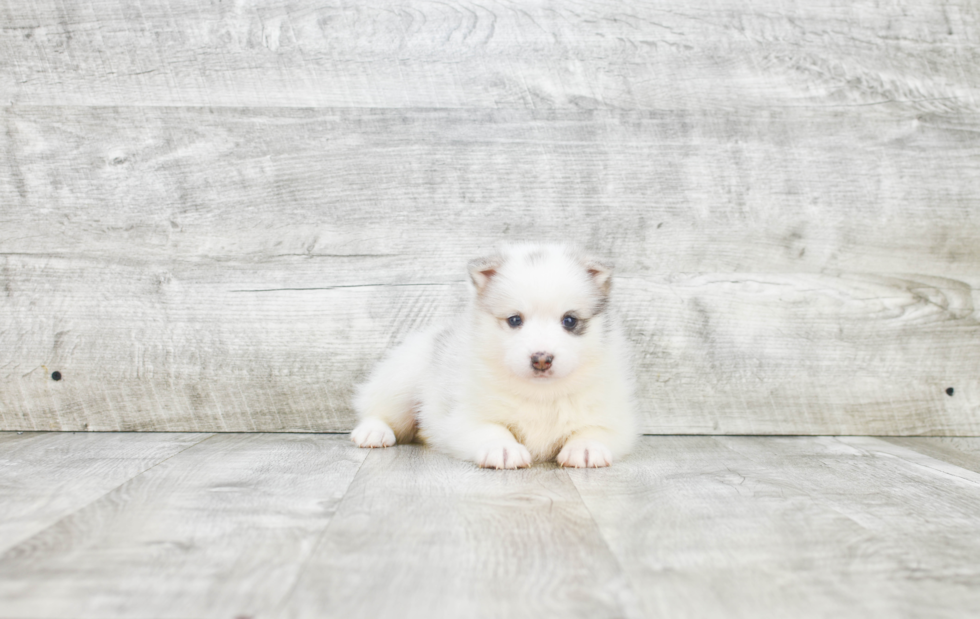 Best Pomsky Baby