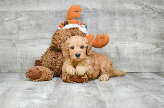 Energetic Golden Retriever Poodle Mix Puppy