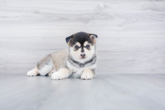 Petite Pomsky Designer Pup