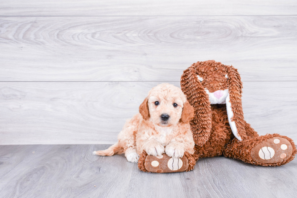 Mini Goldendoodle Pup Being Cute