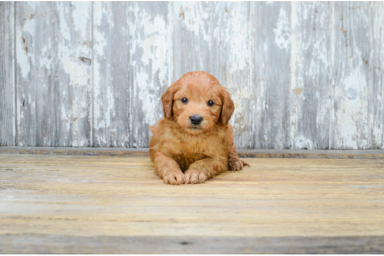 Sweet Mini Goldendoodle Baby