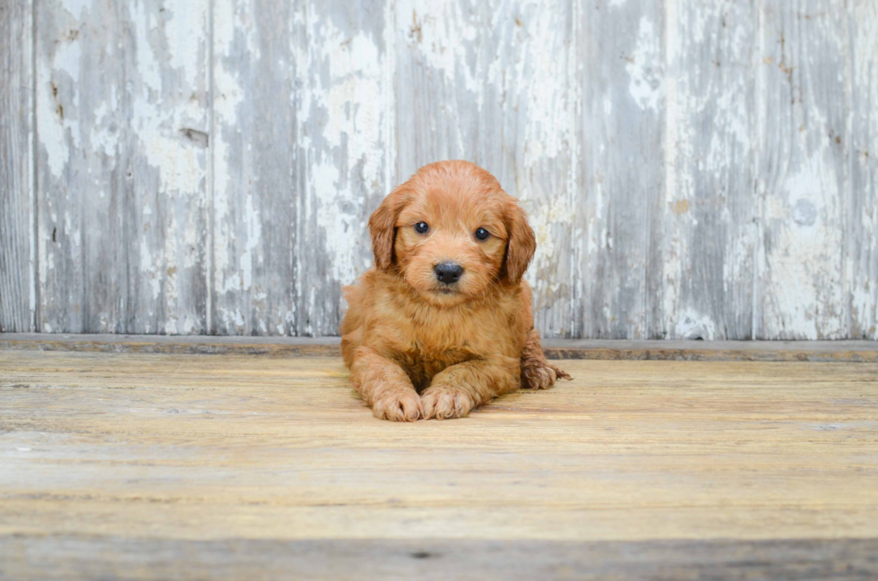 Sweet Mini Goldendoodle Baby