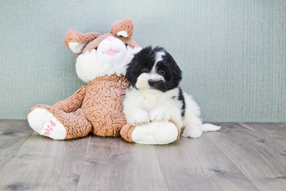 Small Havanese Purebred Pup