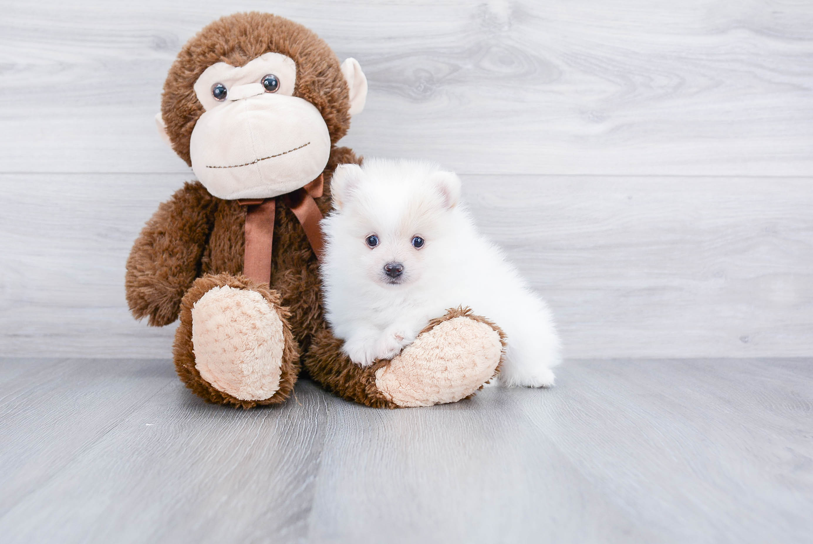 Playful Pomeranian Baby
