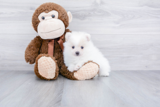 Playful Pomeranian Baby