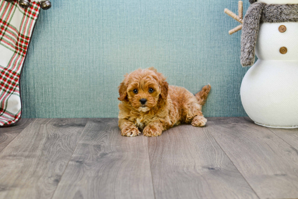 Cavapoo Pup Being Cute