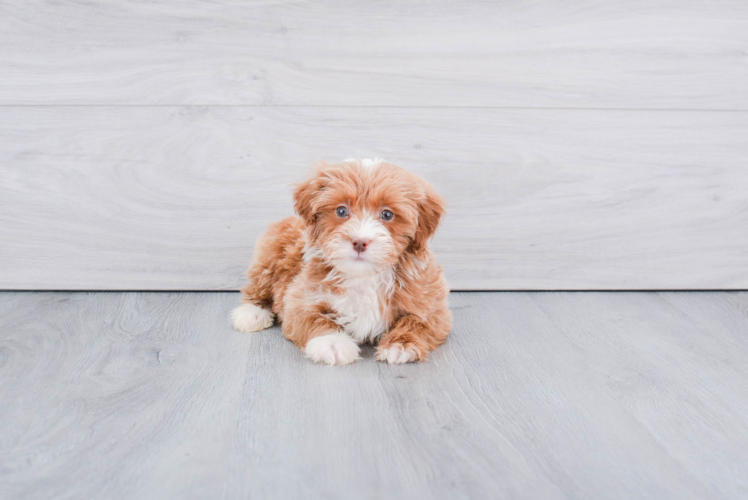 Best Mini Goldendoodle Baby