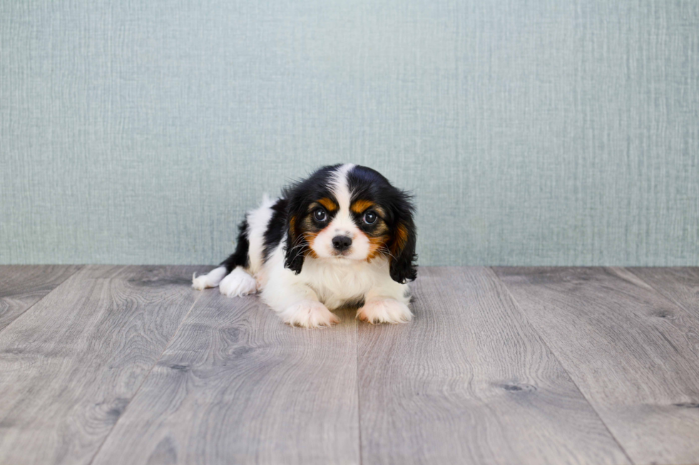 Best Cavalier King Charles Spaniel Baby