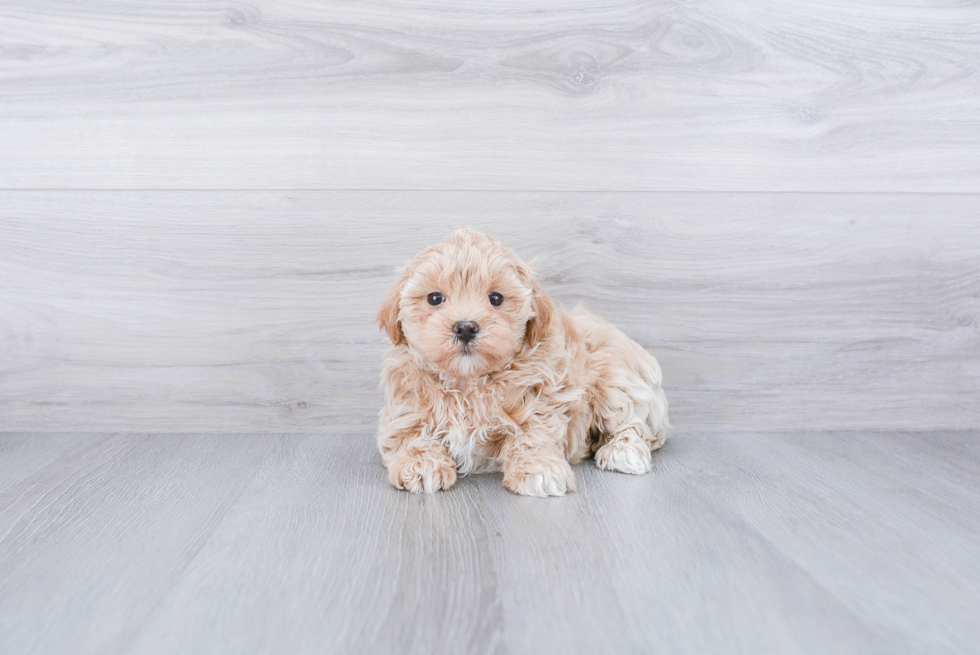 Adorable Maltese Poodle Poodle Mix Puppy