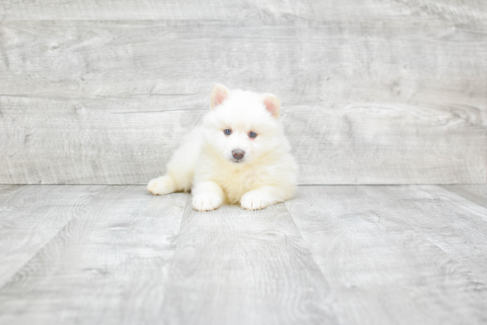 Hypoallergenic Mini Husky Designer Puppy