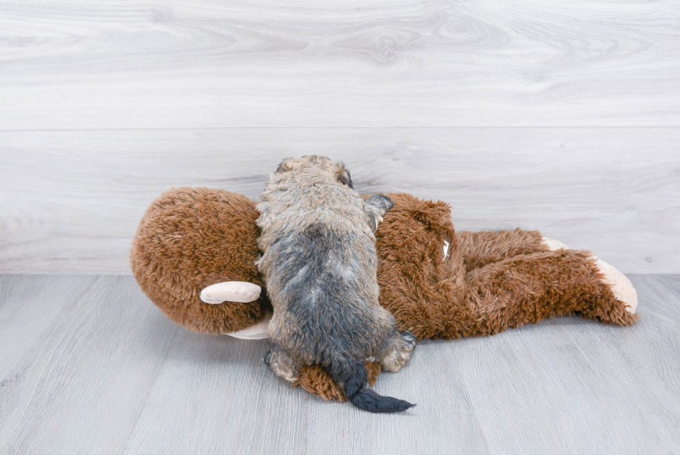 Best Maltipoo Baby